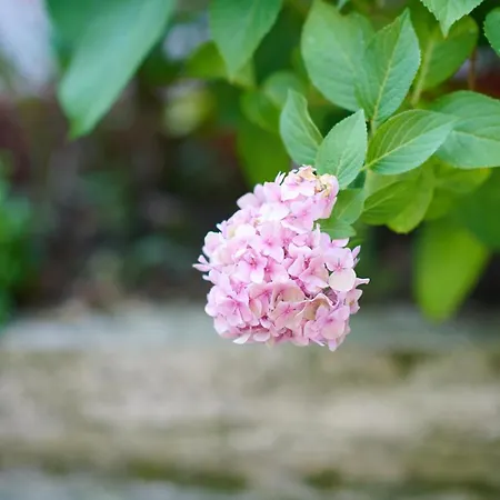 Lovely House 公寓 塞拉耶佛