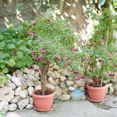 Lovely House Apartment